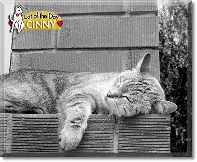 Cinny, the Cat of the Day