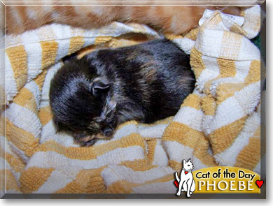 Phoebe, the Cat of the Day