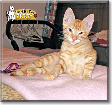 Ziggy, the Cat of the Day