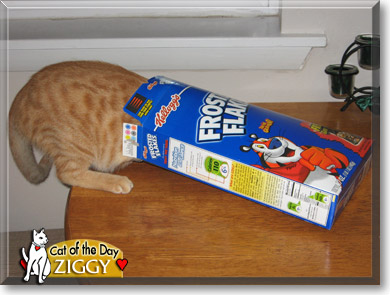 Ziggy, the Cat of the Day