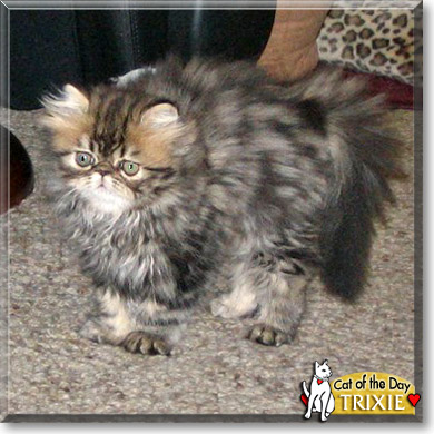 Trixie, the Cat of the Day