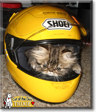 Trixie, the Cat of the Day