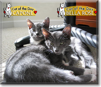 Bella Rose, Capone, the Cat of the Day