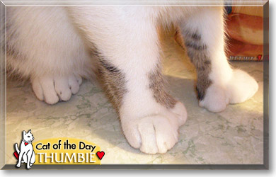 Thumbie, the Cat of the Day