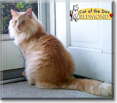 Redmond, the Cat of the Day
