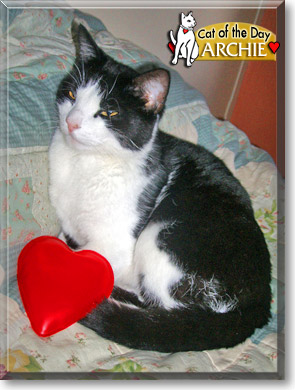 Archie, the Cat of the Day