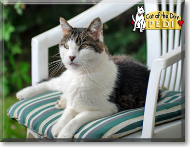 Pedi, the Cat of the Day