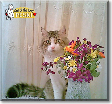 Peski, the Cat of the Day