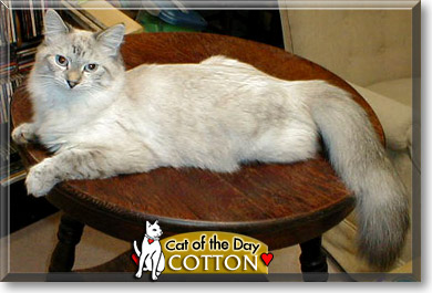 Cotton, the Cat of the Day