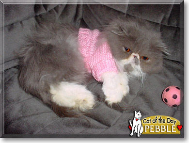 Pebble, the Cat of the Day