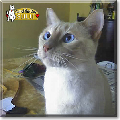 Sulu, the Cat of the Day