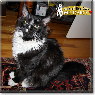 Mr. Darcy, the Cat of the Day