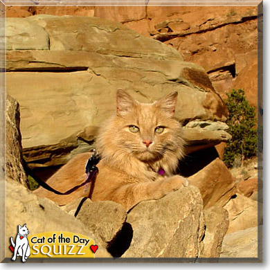 Squizz, the Cat of the Day