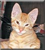 Ziggy