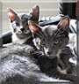 Bella Rose, Capone