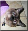 Divo