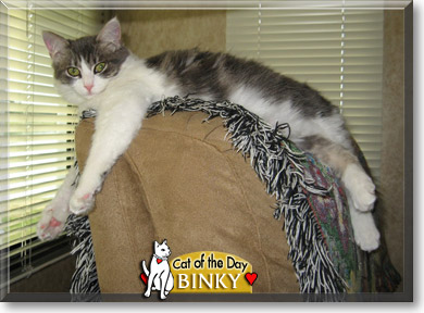 Binky, the Cat of the Day