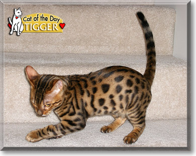 Tigger, the Cat of the Day
