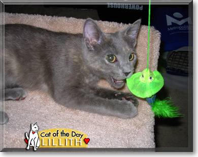 Lillith, the Cat of the Day