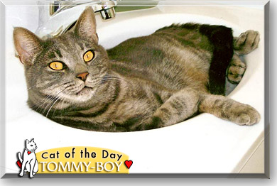 Tommy-Boy, the Cat of the Day