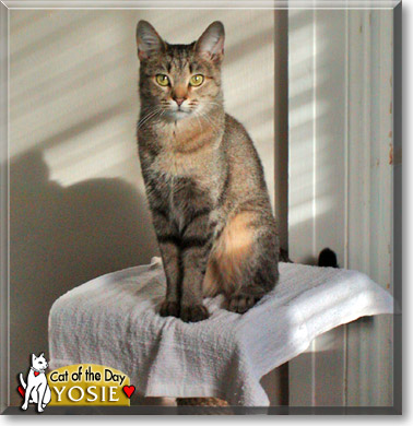 Yosie, the Cat of the Day