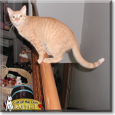 Ralphie, the Cat of the Day