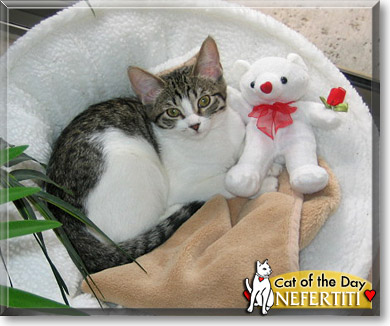 Nefertiti, the Cat of the Day