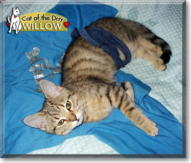 Willow, the Cat of the Day