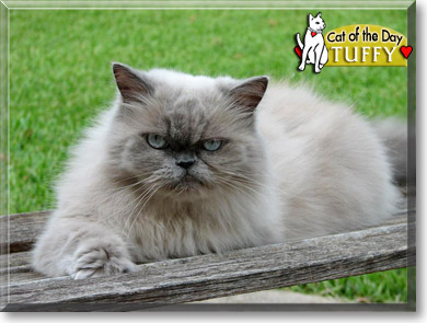 Tuffy, the Cat of the Day