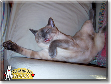 Maxximillian, the Cat of the Day
