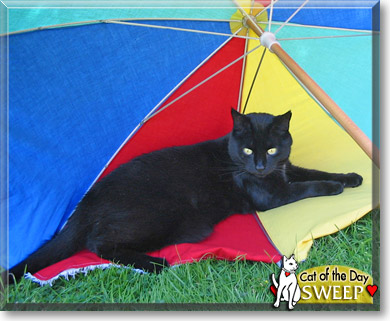 Sweep, the Cat of the Day