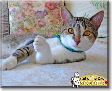 Scooter, the Cat of the Day