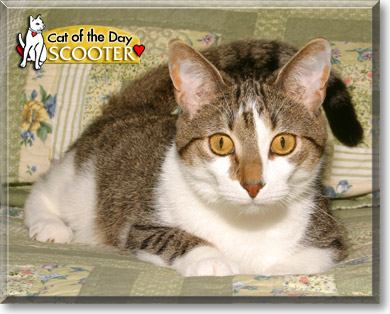 Scooter, the Cat of the Day