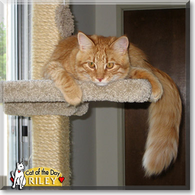 Riley, the Cat of the Day