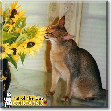 Cougaran, the Cat of the Day
