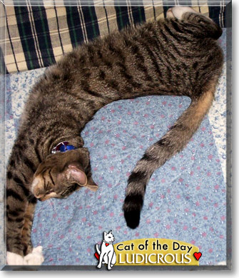 Ludicrous, the Cat of the Day