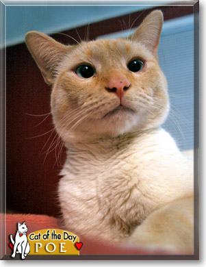 Poe, the Cat of the Day