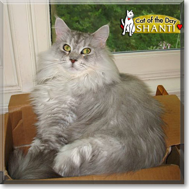 Shanti, the Cat of the Day