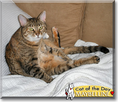 Maybelline, the Cat of the Day