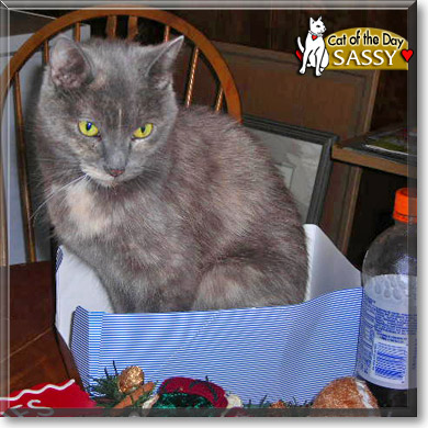Sassy, the Cat of the Day