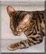Tigger