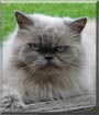 Tuffy