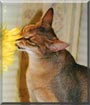 Cougaran