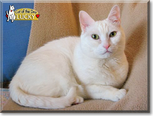 Lucky, the Cat of the Day