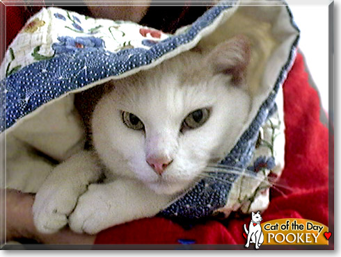 Pookey, the Cat of the Day