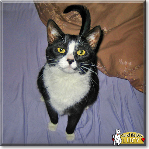 Lucy, the Cat of the Day