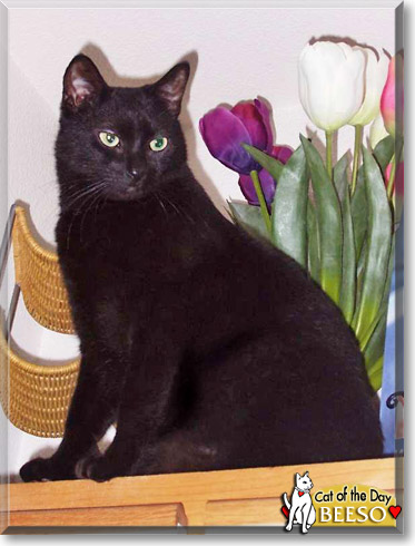 Beeso, the Cat of the Day