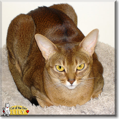 Lily, the Cat of the Day