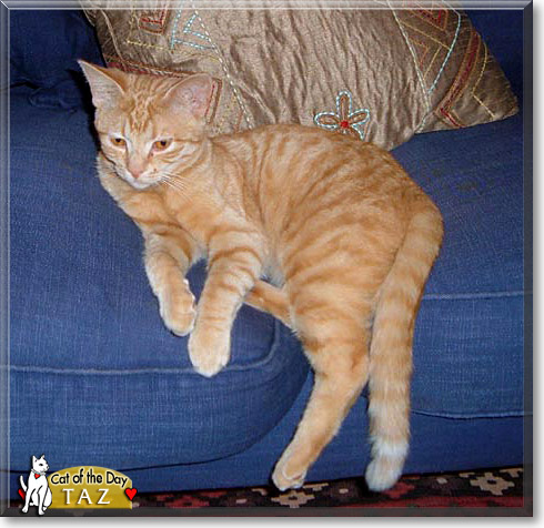 Taz, the Cat of the Day