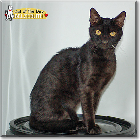 Belzebuth, the Cat of the Day
